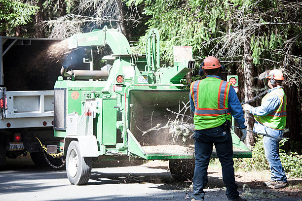 Best Tree Planting  in USA